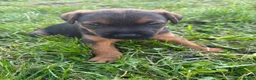 Patterdale Terrier dogs for sale: Patterdale puppies for sale - Advert 7