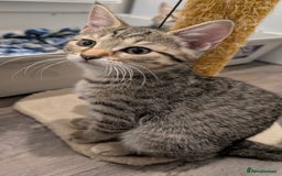 Mixed Breed cats for sale: Beautiful chinchilla Persian cross kittens - Image 2