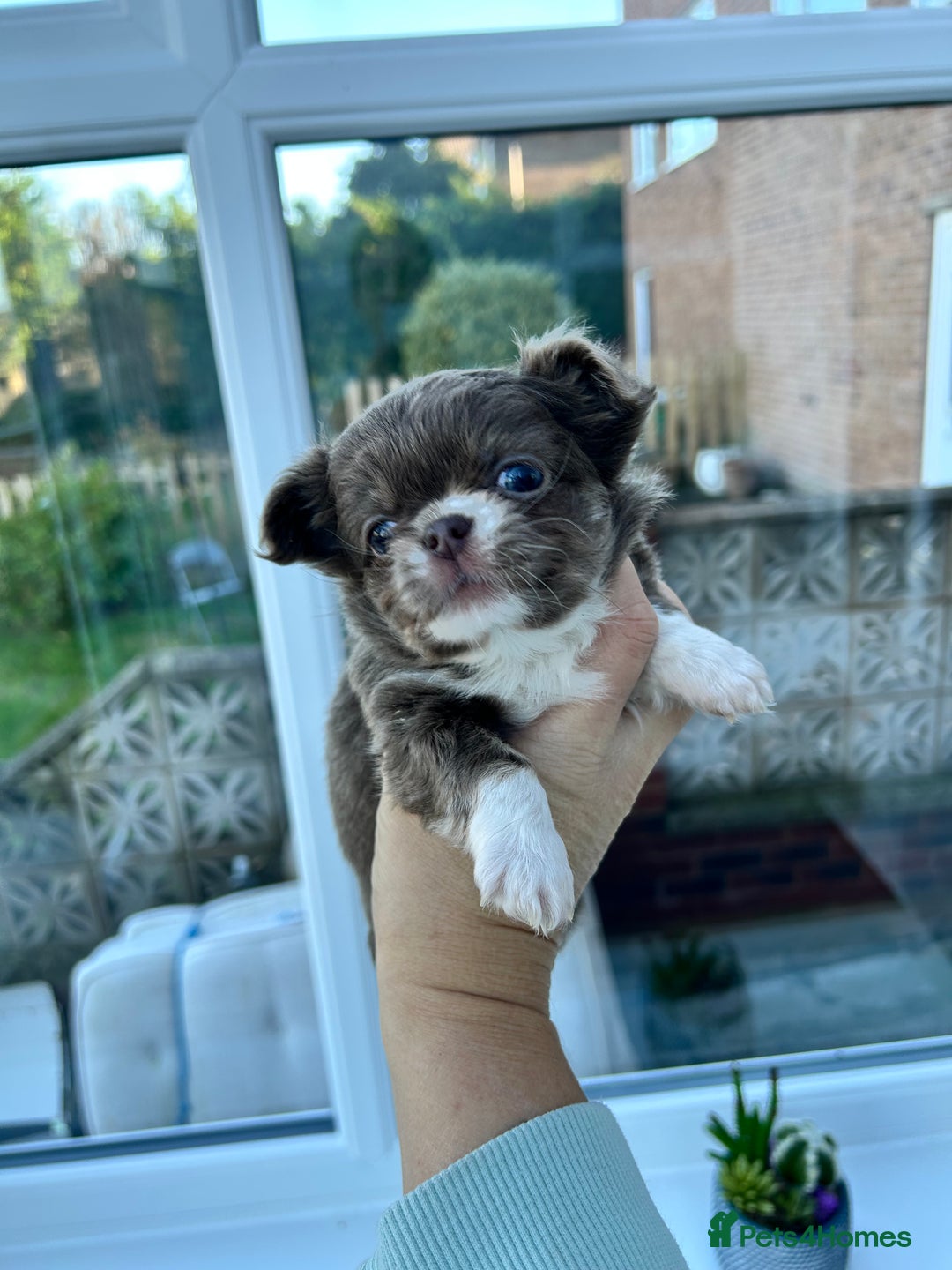 Chihuahua dogs for sale: KC LONG COAT CHIHUAHUAS  - Advert 8