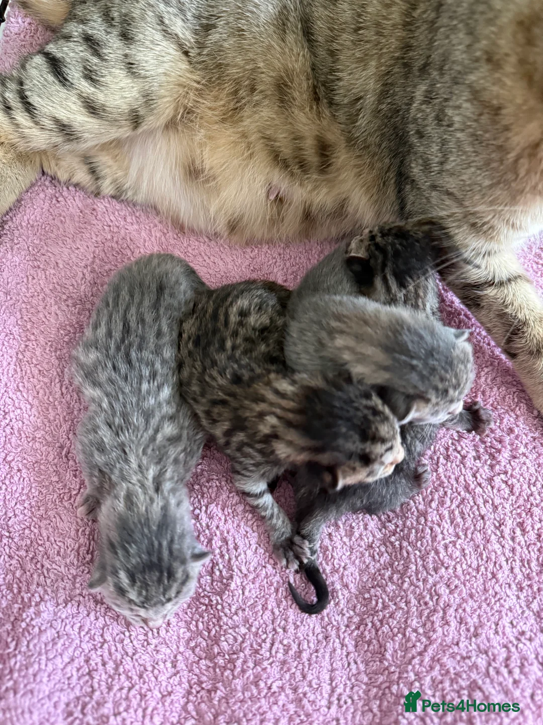 Savannah cats for sale: Striking savannah kittens silver & black/gold - Advert 17
