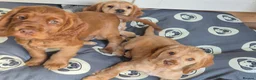 Cocker Spaniel dogs for sale: Cocker spaniels Barnsley area - Advert 10