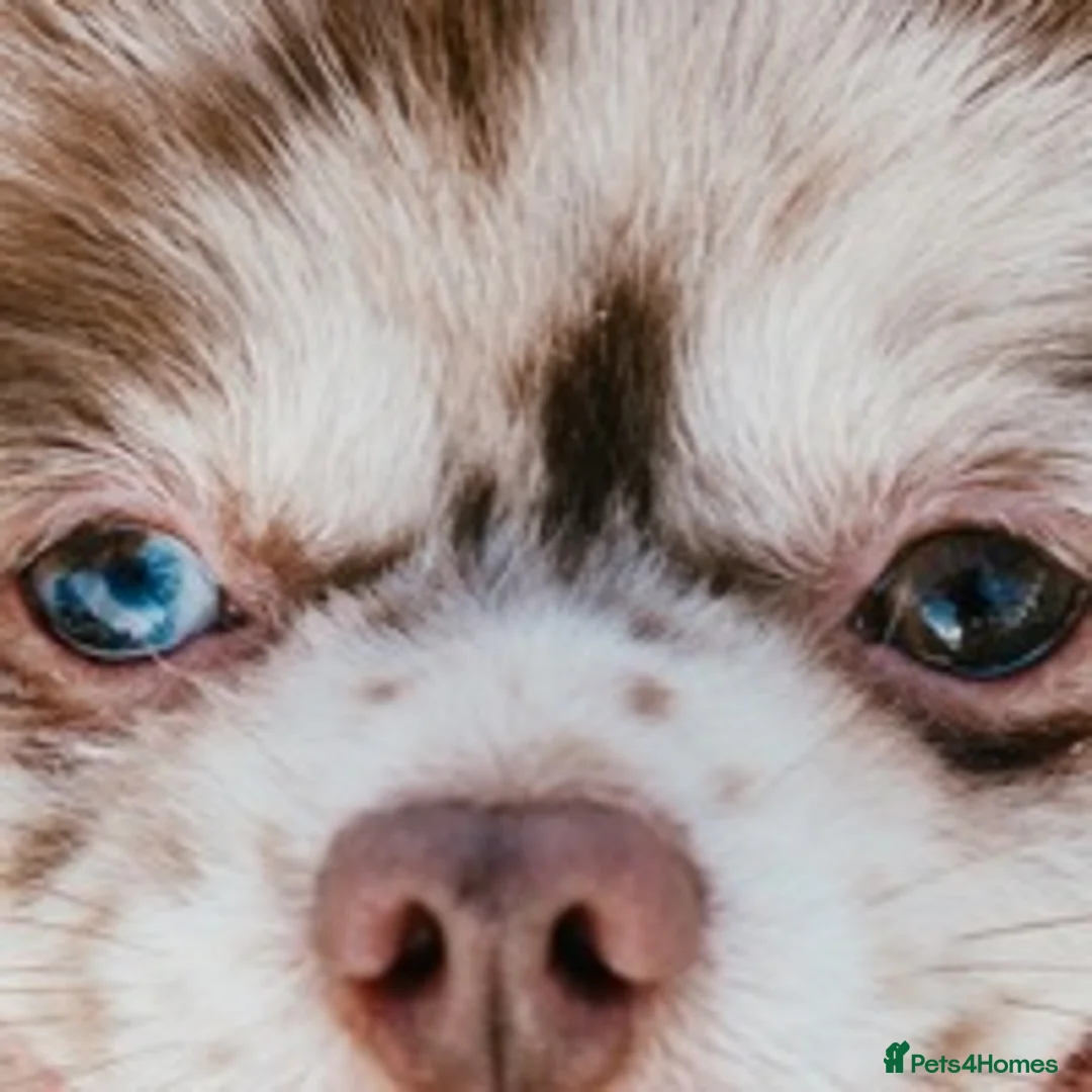 Pomeranian dogs for stud: Chocolate Merle Stud Health Tested in Dartford - Advert 10