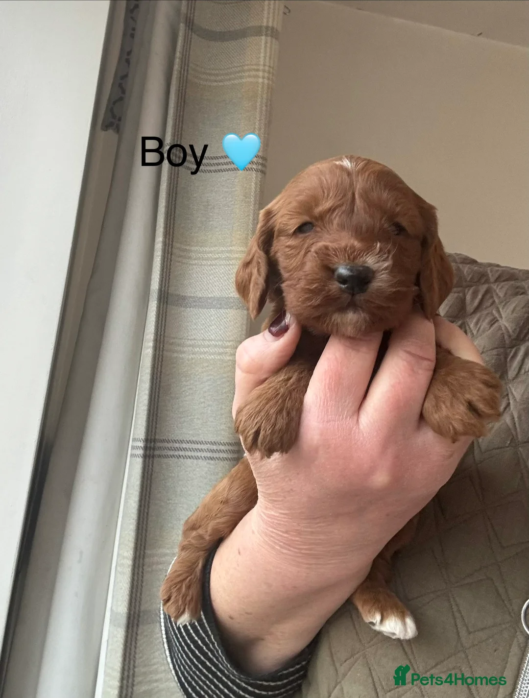 Cockapoo dogs for sale: F1 Cockapoo Puppies - Advert 4