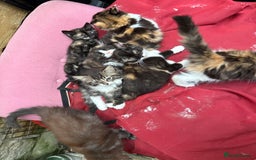 Mixed Breed cats for sale: British short/long hair x kittens ready to go  - Image 5