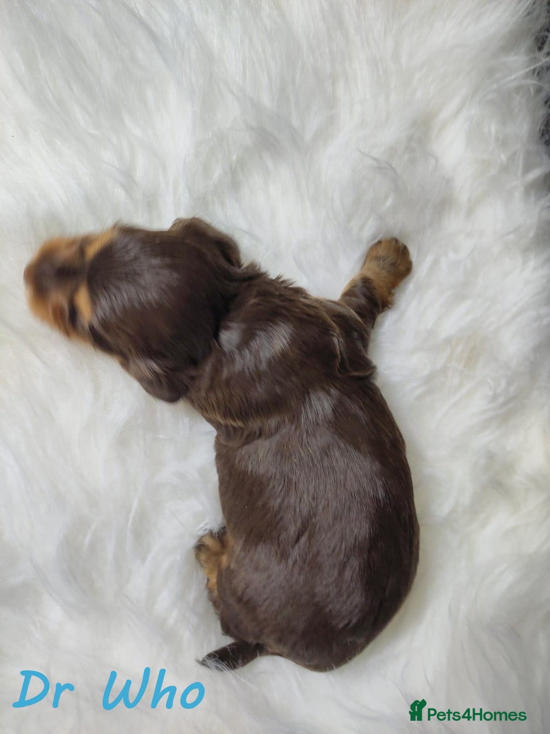 Miniature Dachshund dogs for sale: KC Health tested Licensed breeder 12 years exp - Image 26