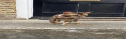 Bengal cats for sale: Ready TO LEAVE ! PURE TICA BENGALS - Advert 21