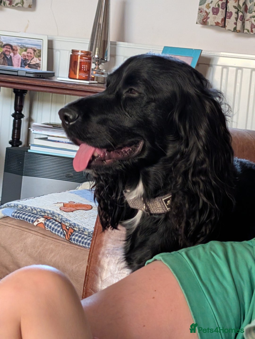 Sprocker dogs for sale: Black male Sprocker Spaniel -- 12 weeks  - Image 9