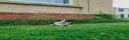 American Bully dogs for sale: RemiXzorro breeding  - Advert 5