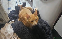 British Shorthair cats for sale: 4 Beautiful Kittens - Image 18