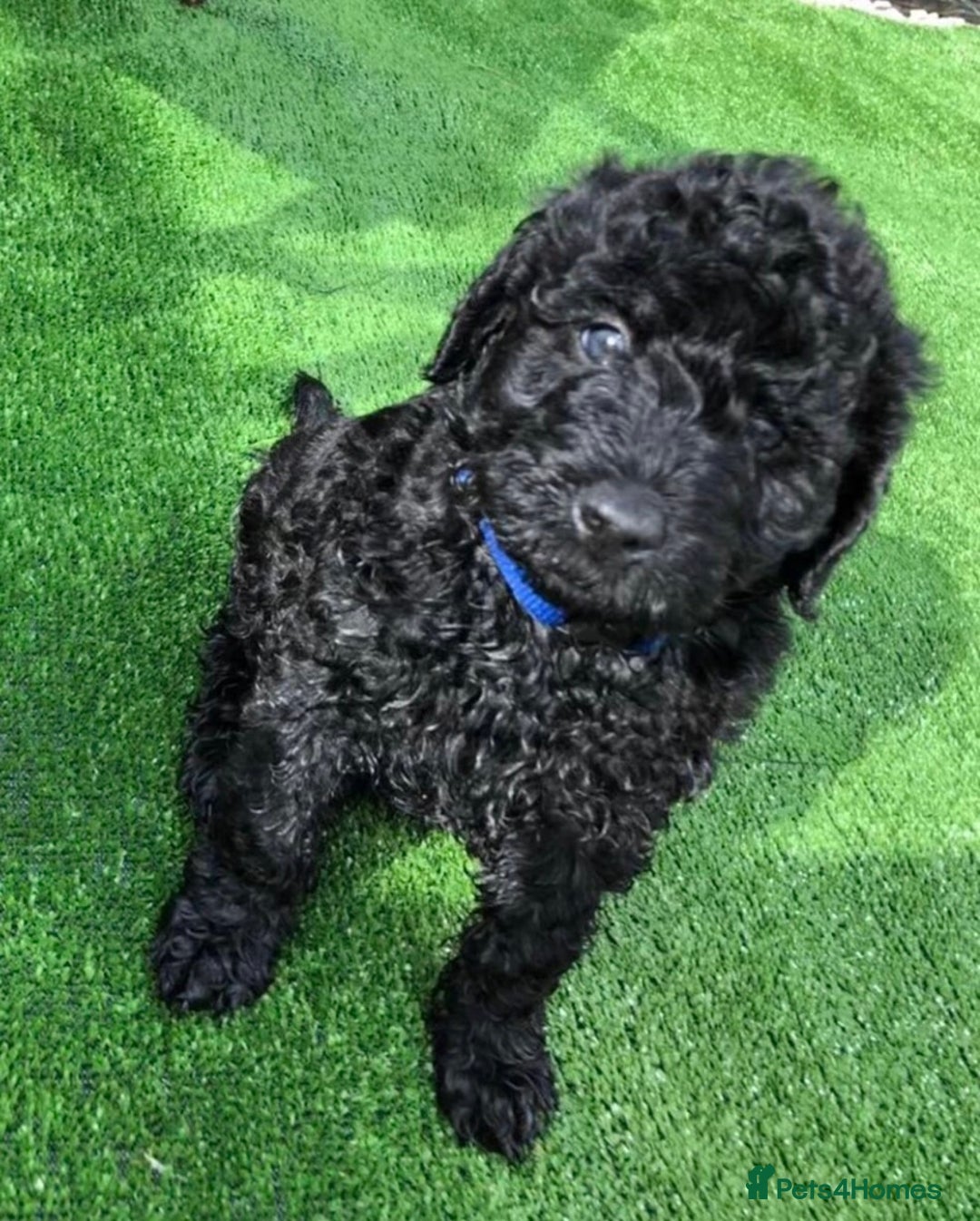 Labradoodle dogs for stud: Stud miniature labradoodle  - Image 8