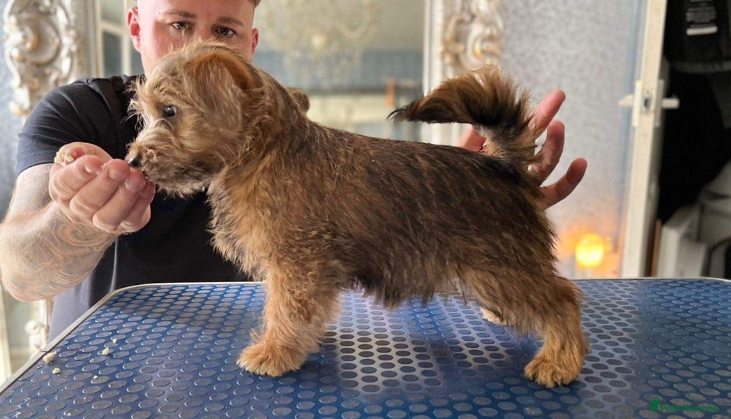 Norfolk Terrier dogs AT STUD - OUTSTANDING KC NORFOLK in Winsford - Advert 2