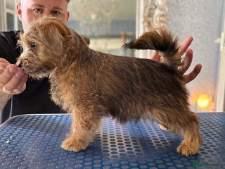 Norfolk Terrier dogs AT STUD - OUTSTANDING KC NORFOLK in Winsford - Advert 1