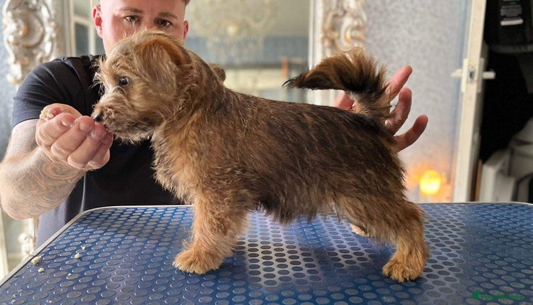 Norfolk Terrier dogs AT STUD - OUTSTANDING KC NORFOLK in Winsford - Advert 1