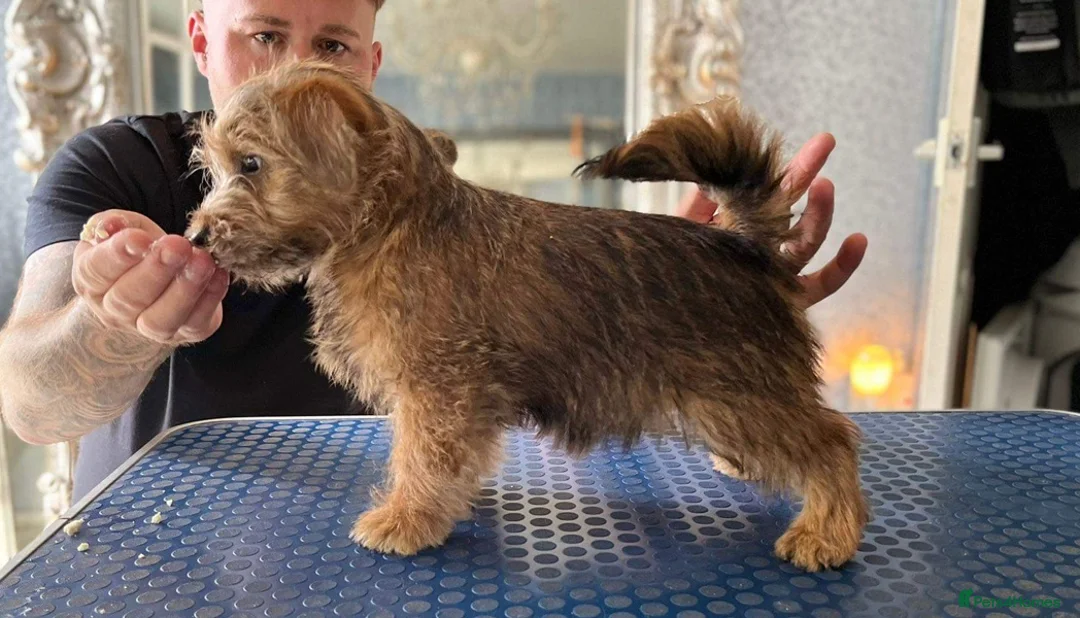 Norfolk Terrier dogs for stud: AT STUD - OUTSTANDING KC NORFOLK in Winsford - Advert 1