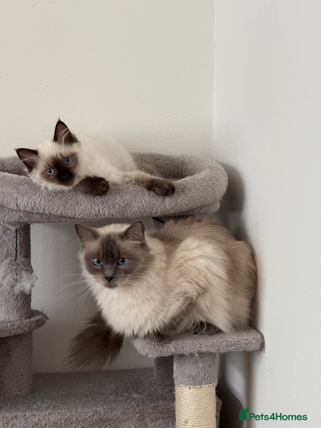Ragdoll cats for sale: GCCF ragdoll seal point girl - Image 6