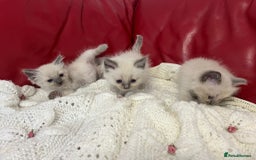 Ragdoll cats for sale: Pure blue point ragdoll kittens  - Image 2