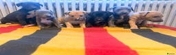 Whippet dogs for sale: Beautiful KC Whippet Puppies - Advert 2