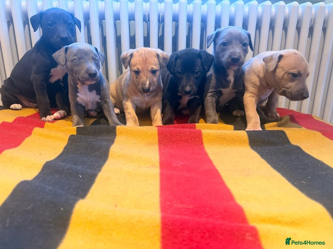 Whippet dogs for sale: Beautiful KC Whippet Puppies - Advert 2
