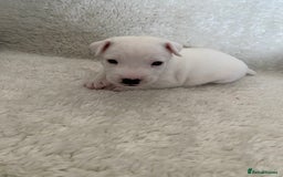 Jack Russell dogs for sale: Quality Parson Jack Russell male puppies - Advert 4