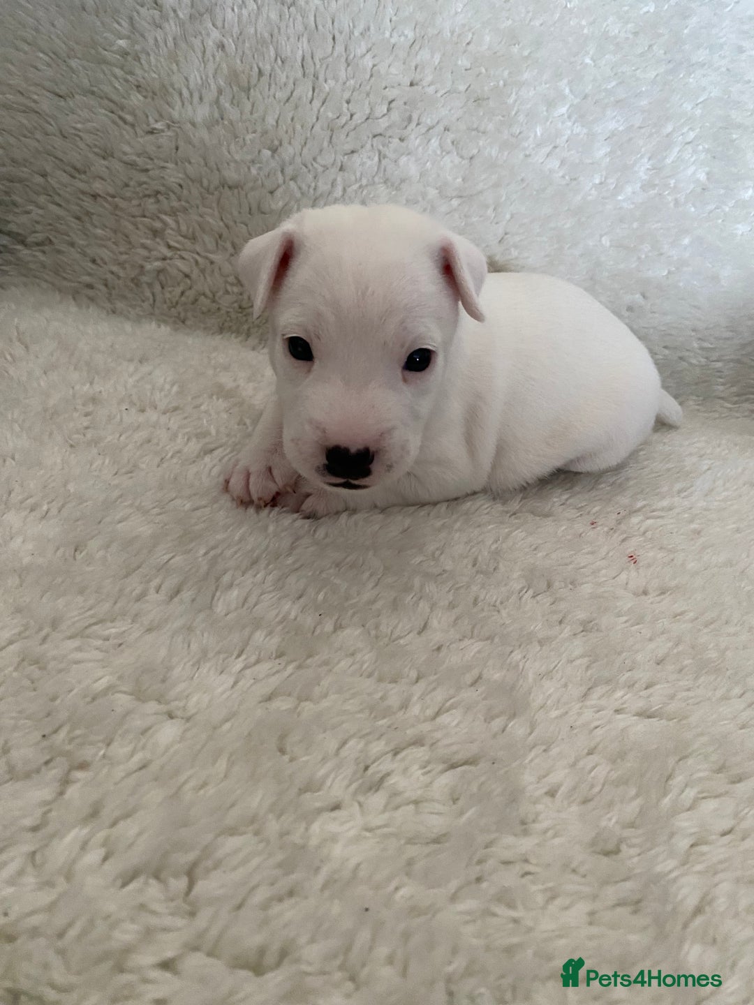 Jack Russell dogs for sale: Quality Parson Jack Russell male puppies - Advert 4