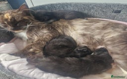 Mixed Breed cats for sale: Ragdoll cross - Image 4