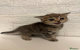 British Shorthair cats for sale: Cutest Tabby British Short Haired Kittens  - Image 5