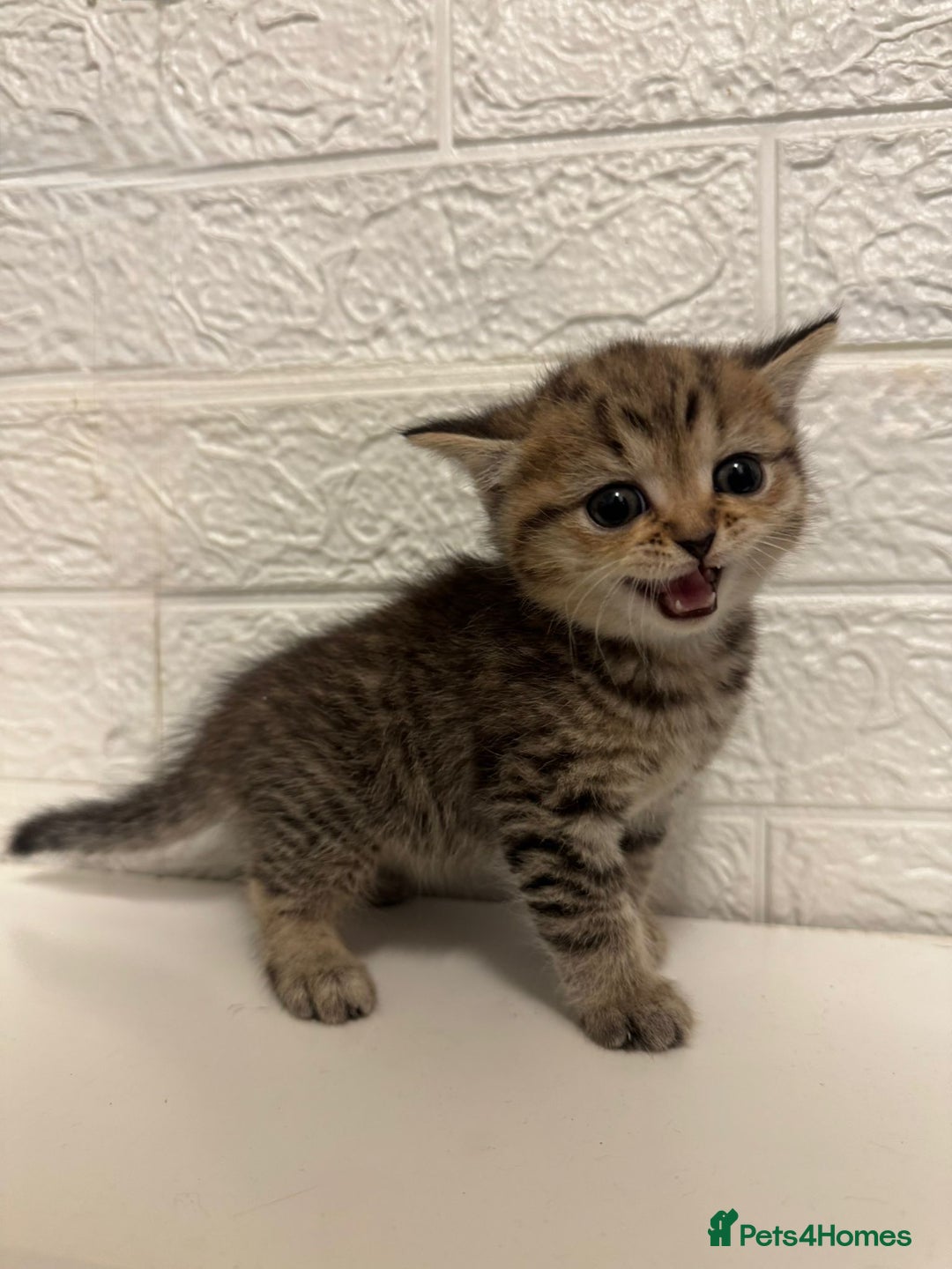 British Shorthair cats for sale: Cutest Tabby British Short Haired Kittens  - Image 5
