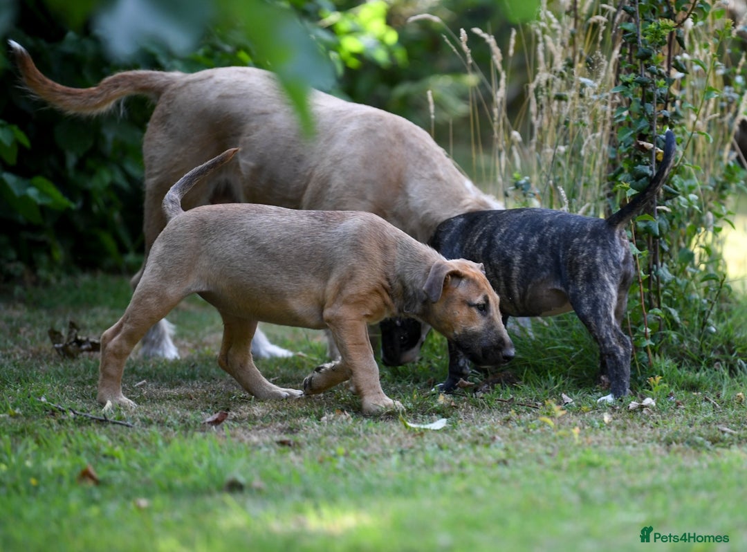Mixed Breed dogs for sale: Wheatenbull Puppies English Bullterrier x Wheaten  in Egham - Image 26