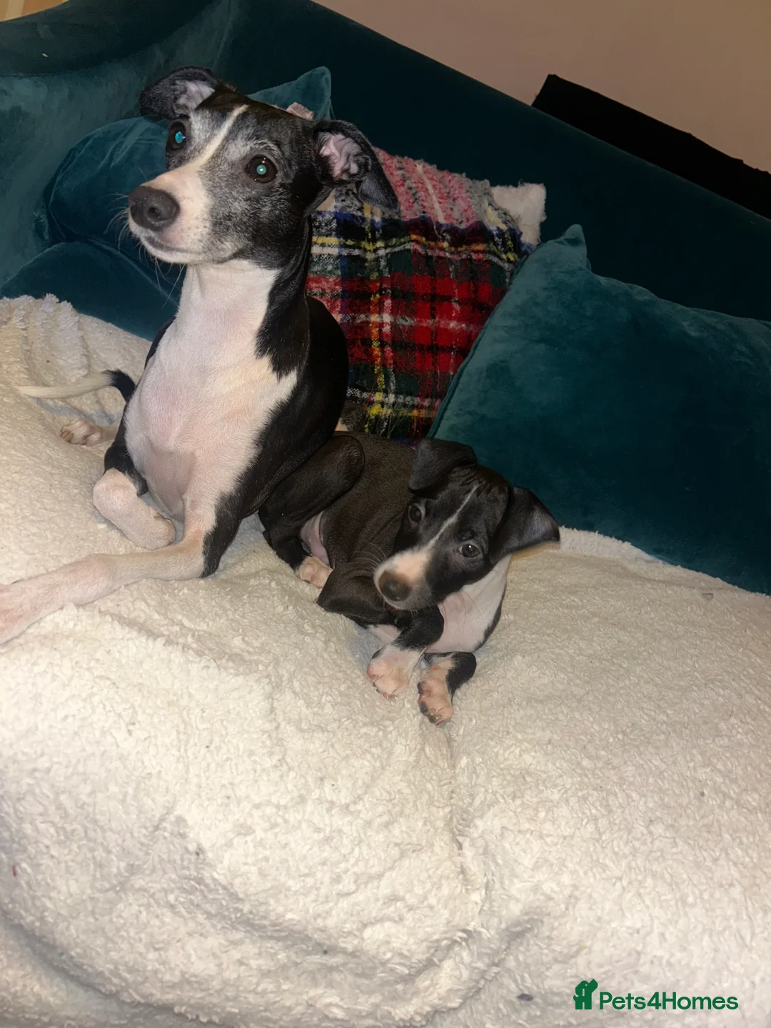 Italian Greyhound dogs for sale: 2 beautiful boy Iggys looking for their new home - Advert 2