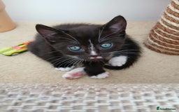 Mixed Breed cats for sale: Two Black kittens from family home - Image 5