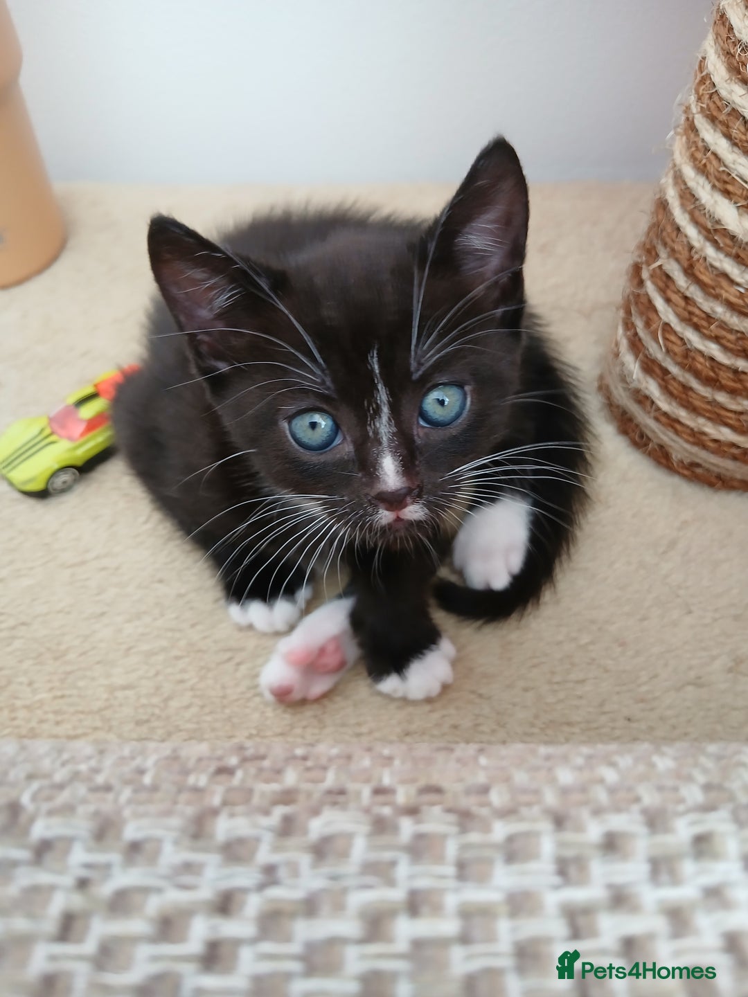 Mixed Breed cats for sale: Two Black kittens from family home - Image 5