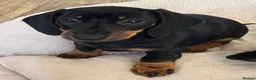 Miniature Dachshund dogs for sale: *REDUCED* FULLY INOCULATED MINI SMOOTH DACHSHUNDS - Advert 9