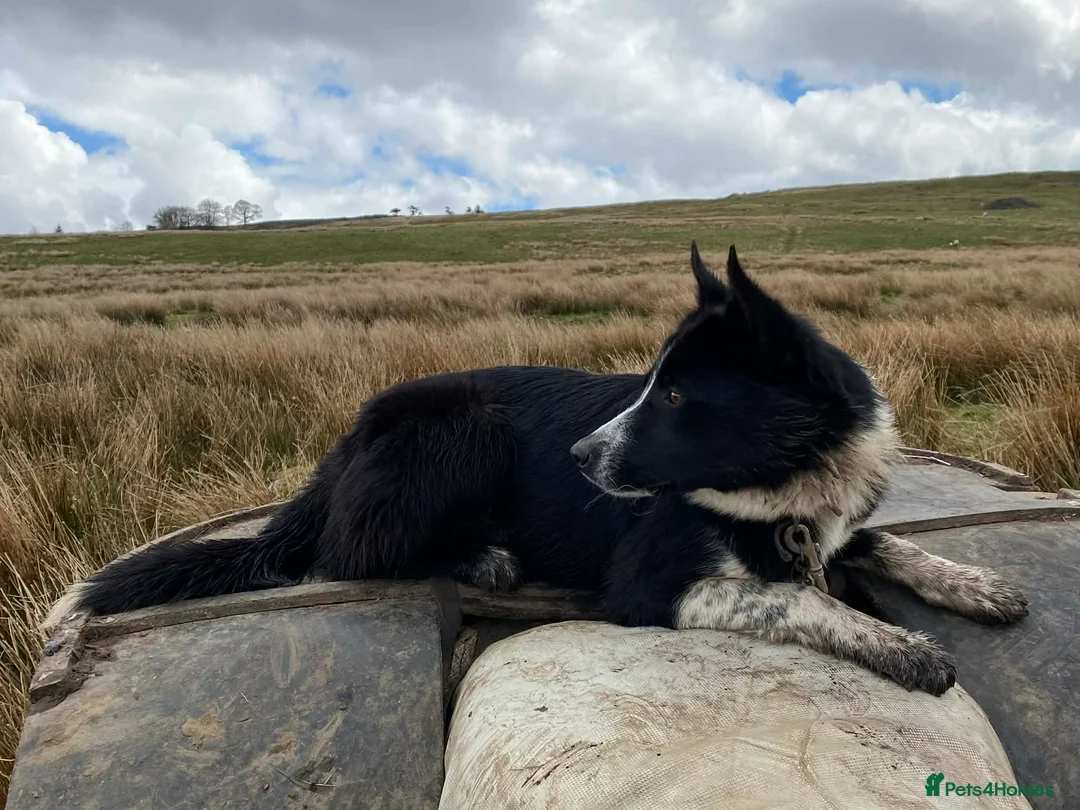 Border Collie dogs for sale: Border Collie Puppies  in Alston - Advert 5