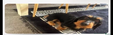 Dachshund 1