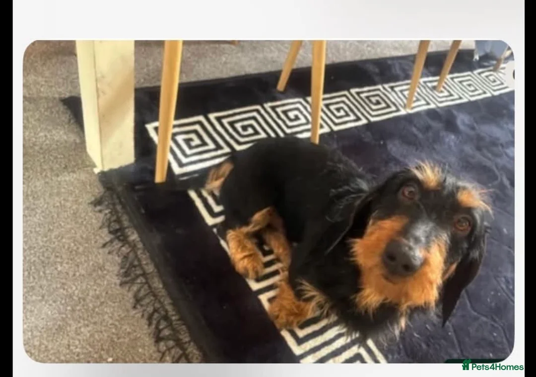 Dachshund dogs for sale: Wired hair dachshund  - Advert 2