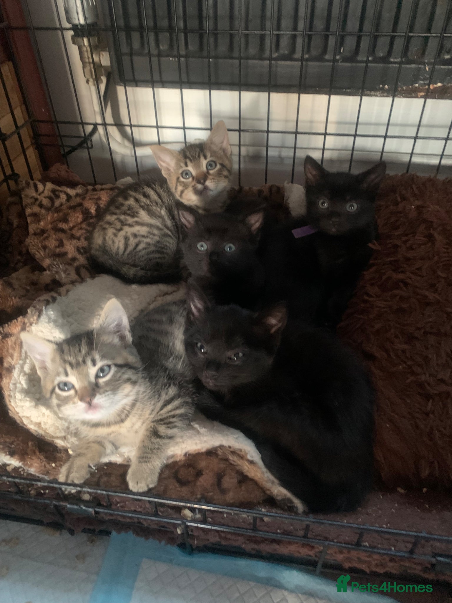 Mixed Breed cats Bengal kittens  - Advert 2