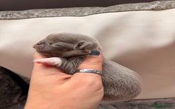 Chihuahua dogs for sale: 🩷Chihuahua puppies Thai genes🩷 - Image 5