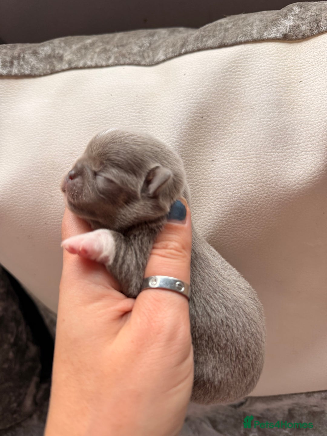 Chihuahua dogs for sale: 🩷Chihuahua puppies Thai genes🩷 - Image 5