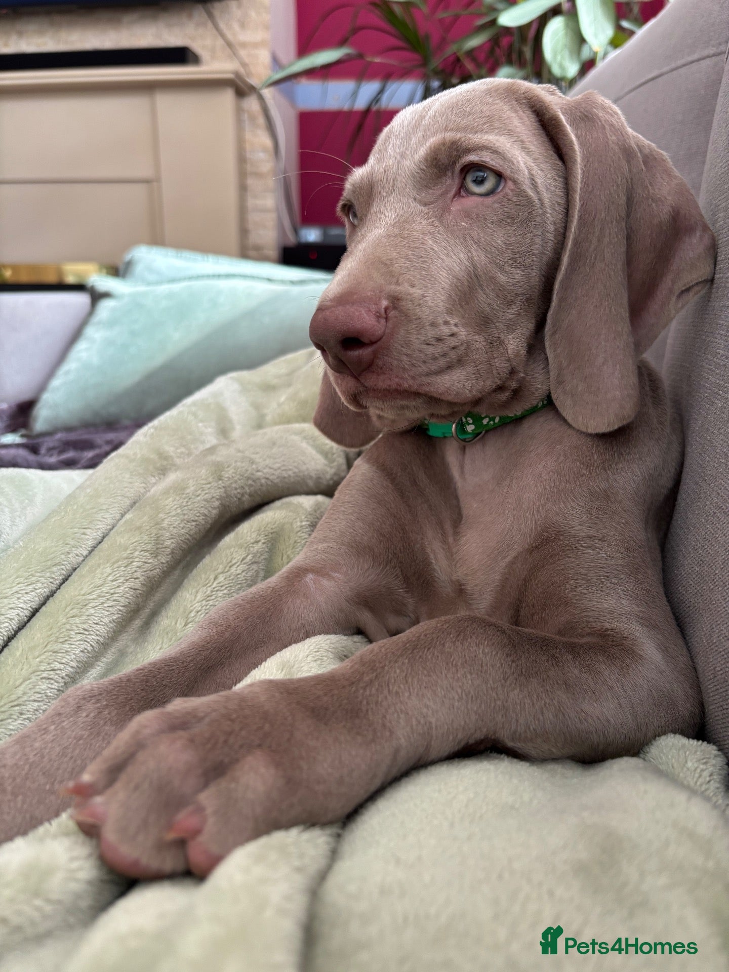 Weimaraner dogs 🥰🩷1 KC girl🩷 ready for her forever homes  - Advert 3