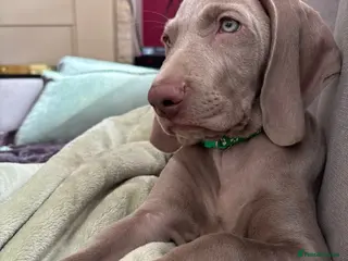 Weimaraner dogs 🥰🩷1 KC girl🩷 ready for her forever homes - Advert 3