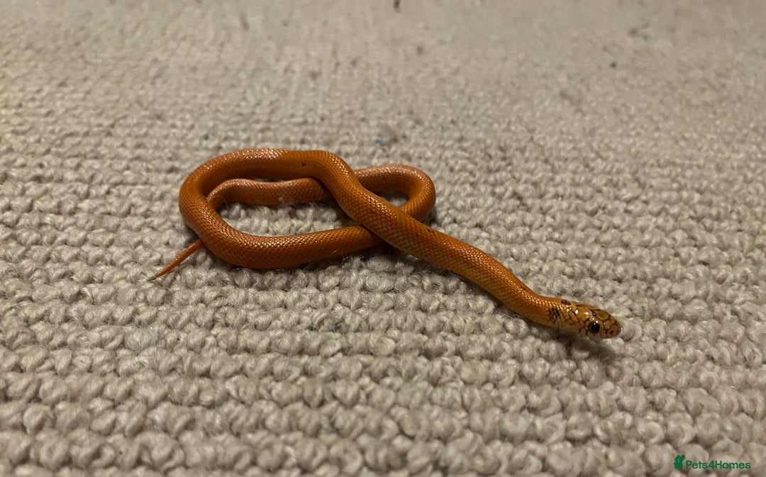 King Snake reptiles for sale: Apalachicola kingsnake - Advert 5