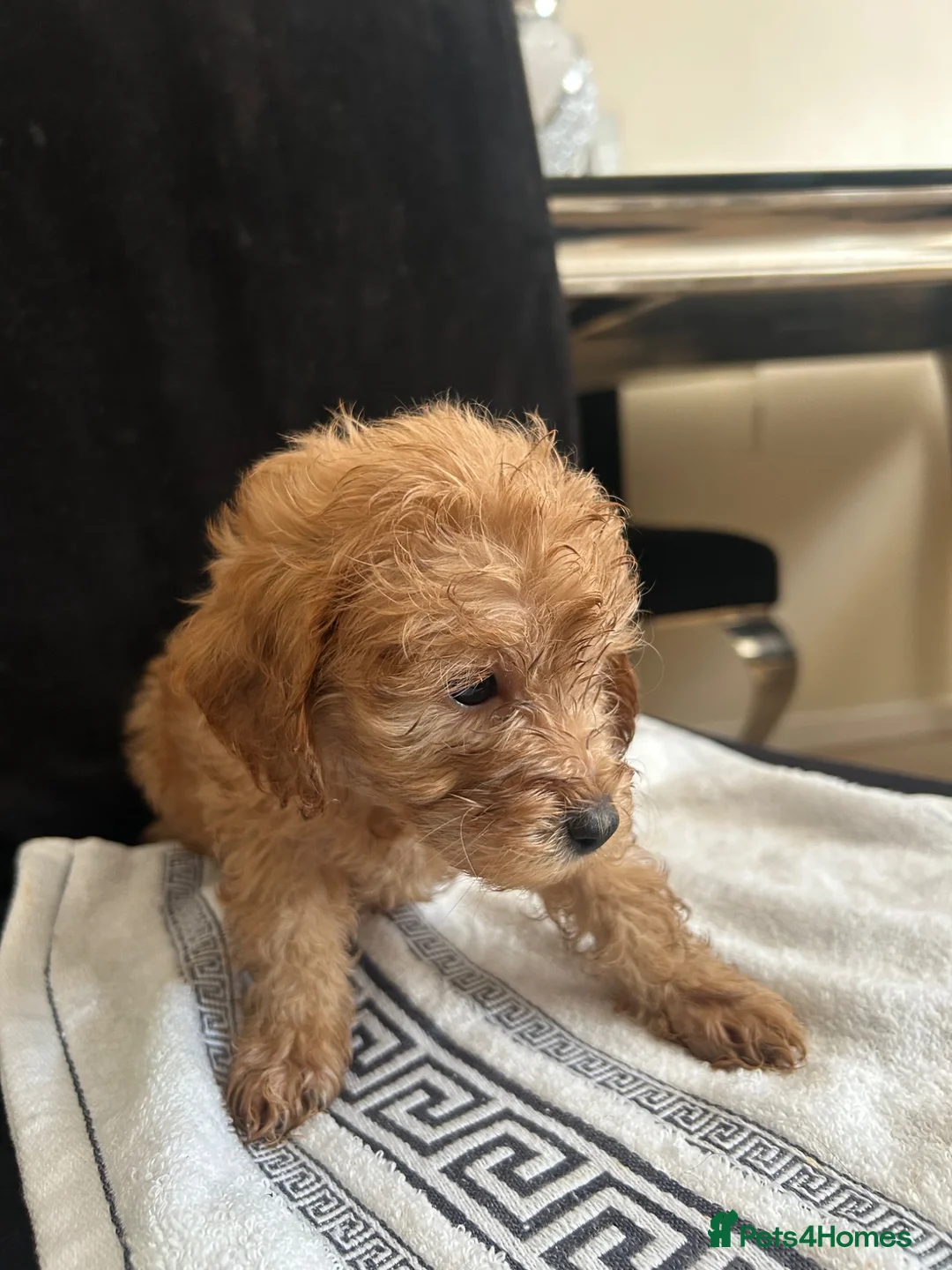 Cockapoo dogs for sale: 6 beautiful Cockapoo looking 4 their forever home  - Advert 2