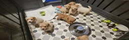 Mini Goldendoodle dogs for sale: The Mini Moo Crew F2B Miniature Goldendoodle Pups - Advert 14