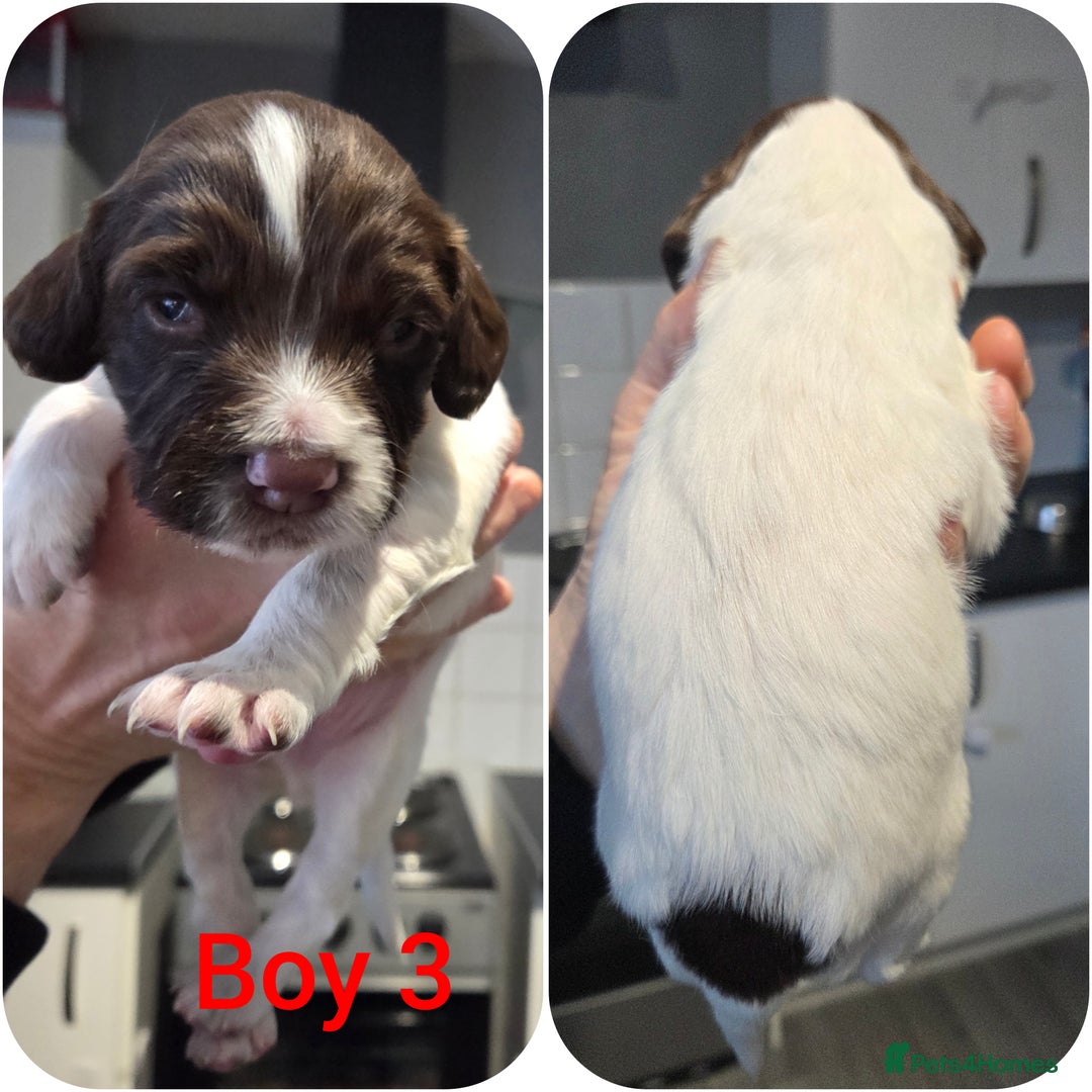 English Springer Spaniel dogs for sale: Springer spaniel puppies  - Advert 8
