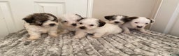 Jack Russell dogs for sale: Jack Russell x parson terrier - Advert 1