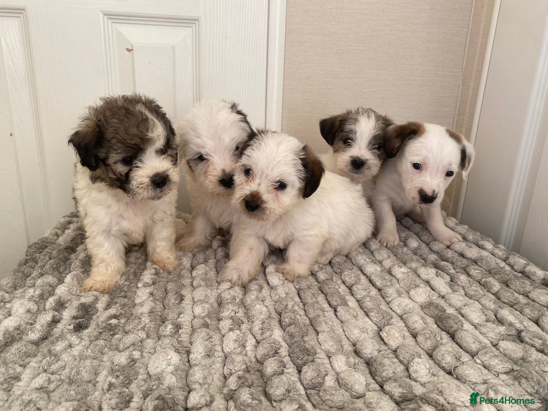 Jack Russell dogs for sale: Jack Russell x parson terrier - Advert 1