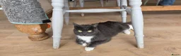 Mixed Breed cats for sale: Adorable mixed breed kittens for sale - Advert 8
