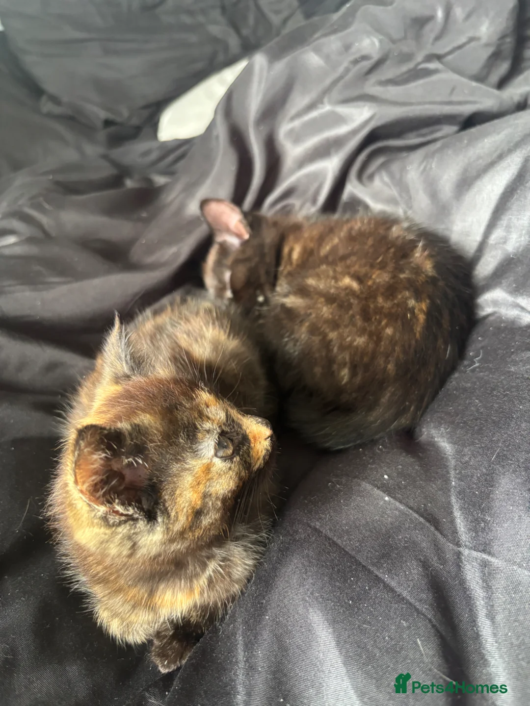 American Shorthair cats for sale: Two beautiful girl please read description  in Wigan - Advert 4