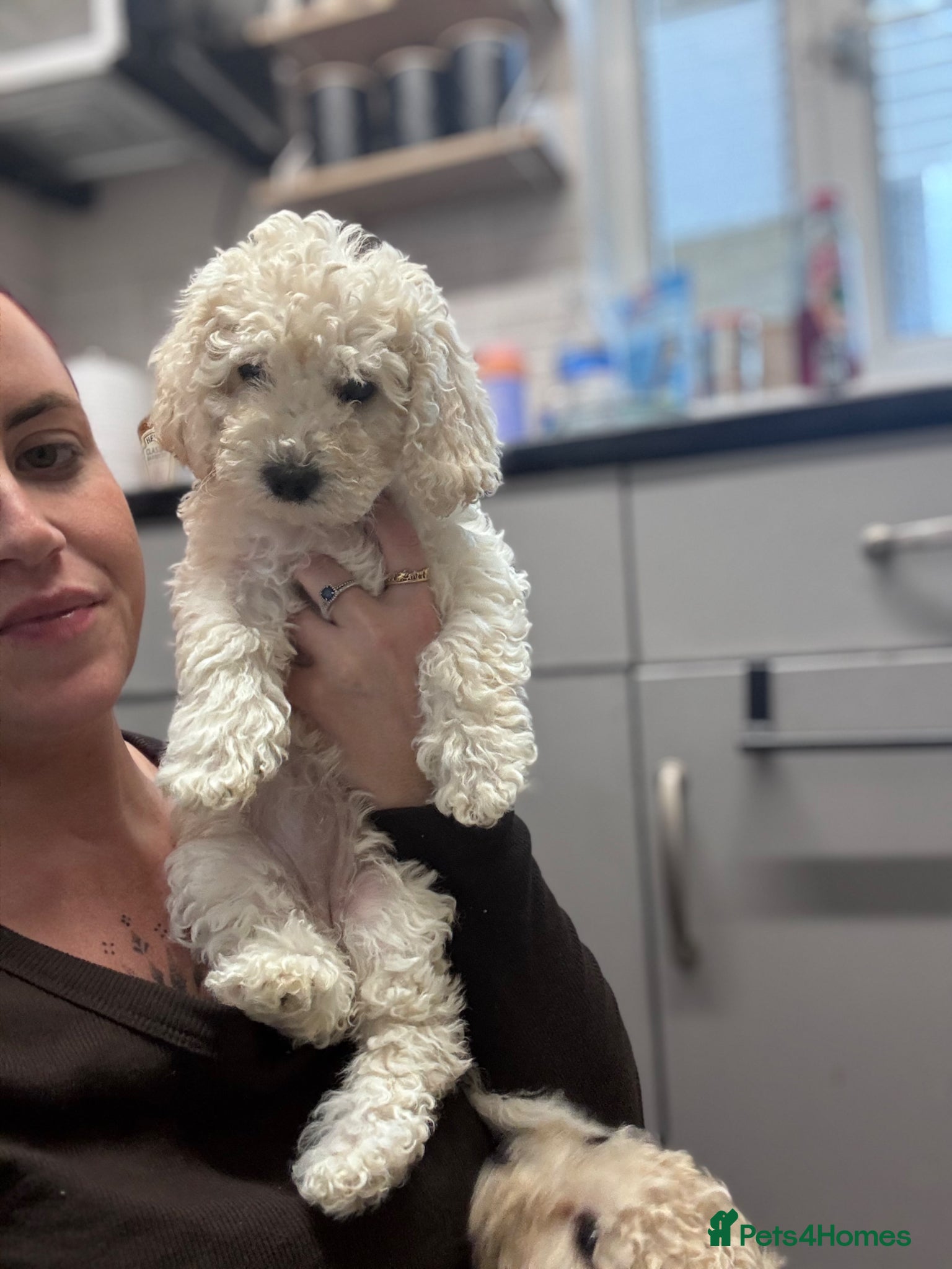 Poochon dogs REDUCED One Beautiful fluffy girl left! READY Now  - Advert 4