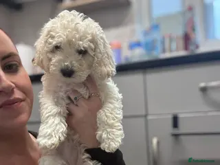 Poochon dogs REDUCED One Beautiful fluffy girl left! READY Now - Advert 4